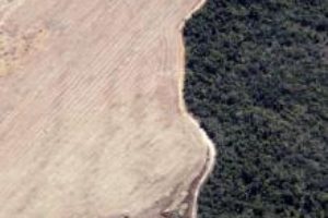 La Amazonia pierde una extensión similar a Galicia en un año