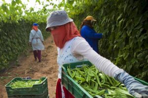El acuerdo agrícola UE-Marruecos viola el Derecho Internacional y perjudica a los pequeños agricultores
