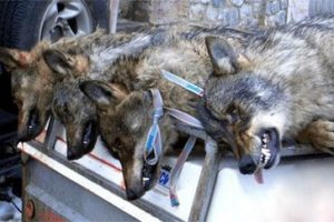 Exigen ceses por la caza de lobos al sur del Duero