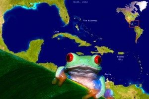 Especies de ranas en todo el Caribe se tambalean al borde de la extinción