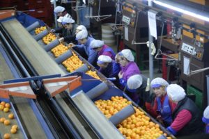 Inspección de Trabajo insta a una cooperativa citrícola de Castelló a priorizar las necesidades fisiológicas de las trabajadoras frente a otros intereses
